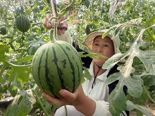 连城县吃瓜黑料最新事件,真相与舆论漩涡的碰撞