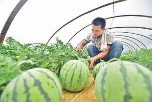 连城县吃瓜黑料最新事件,真相与舆论漩涡的碰撞
